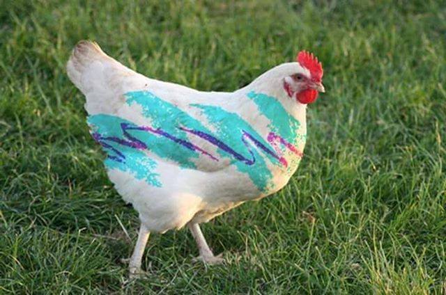Chicken Aesthetic Wallpaper