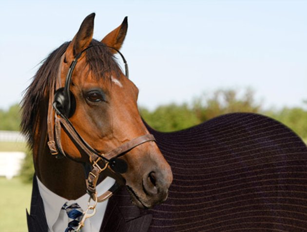 ушки для лошади. конь навострил уши. морда лошади. лошадь осень. ветврач лошади.