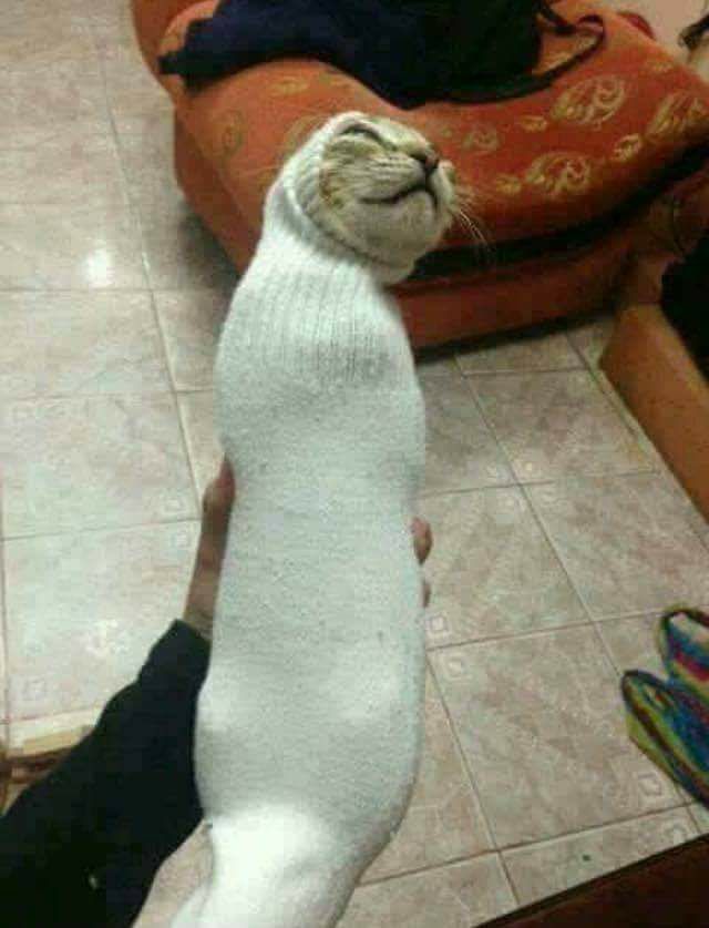 cat in a sock