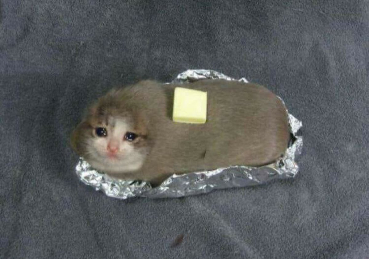cat with butter.