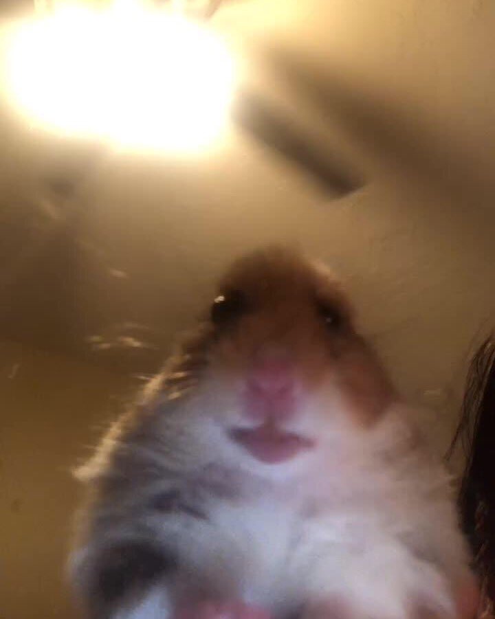 cursed hamster.