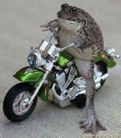 frog riding bicycle