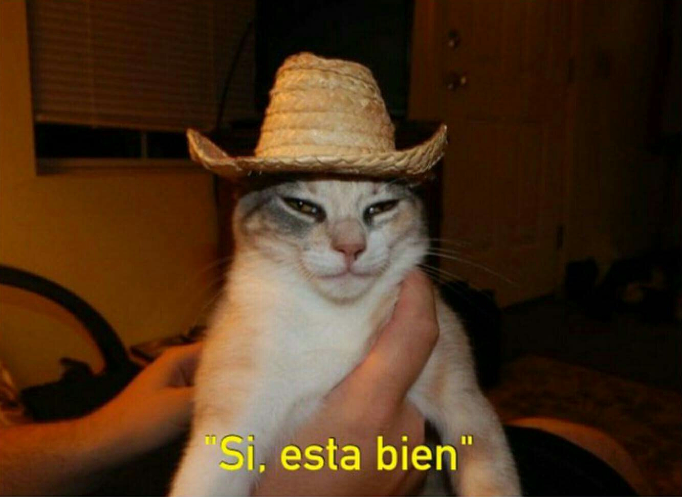 Mexican cat.