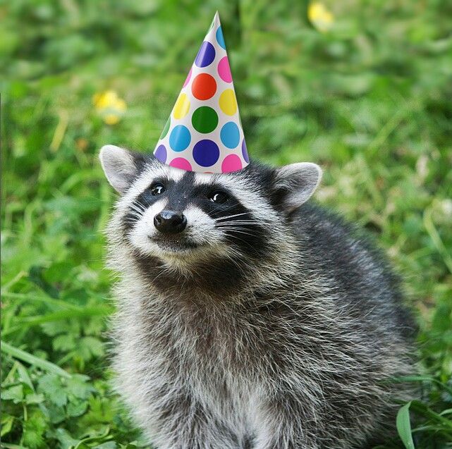 party-hat-trash-panda-59dba7b83b96c.jpeg