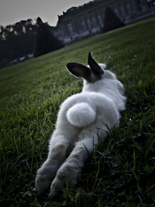 sexy-rabbit-58e05f1e52f2f.jpeg