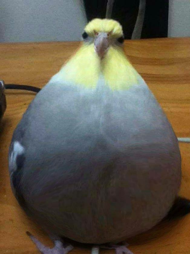 dungreed thicc boi dungreed thicc boi