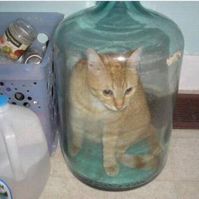 trapped cat.