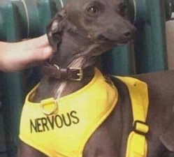 https://www.shitpostbot.com/resize/250/250?img=%2Fimg%2Fsourceimages%2Fnervous-doggo-581185ad566f1.jpeg