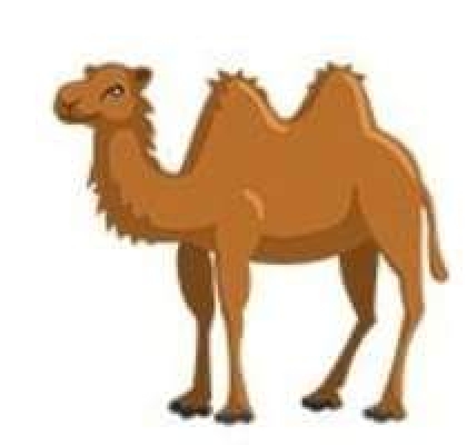 Where my camel.